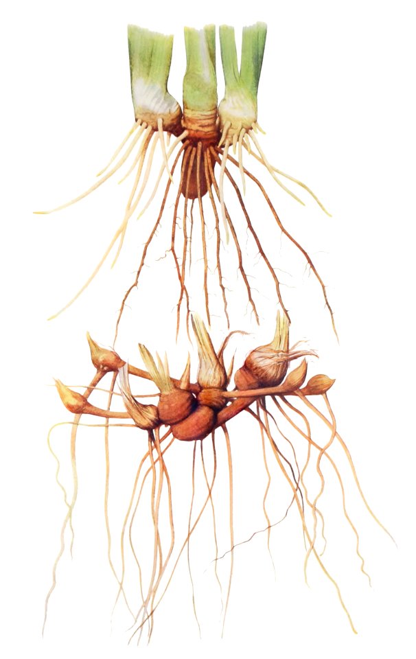 Rhizomes of a Pogoniris and of a Regelia Iris from The genus Iris by William Rickatson Dykes (1877-1925). Digitally enhanced by rawpixel