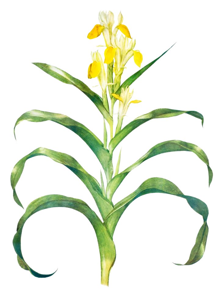 Iris Bucharica from The genus Iris by William Rickatson Dykes (1877-1925). Digitally enhanced by rawpixel