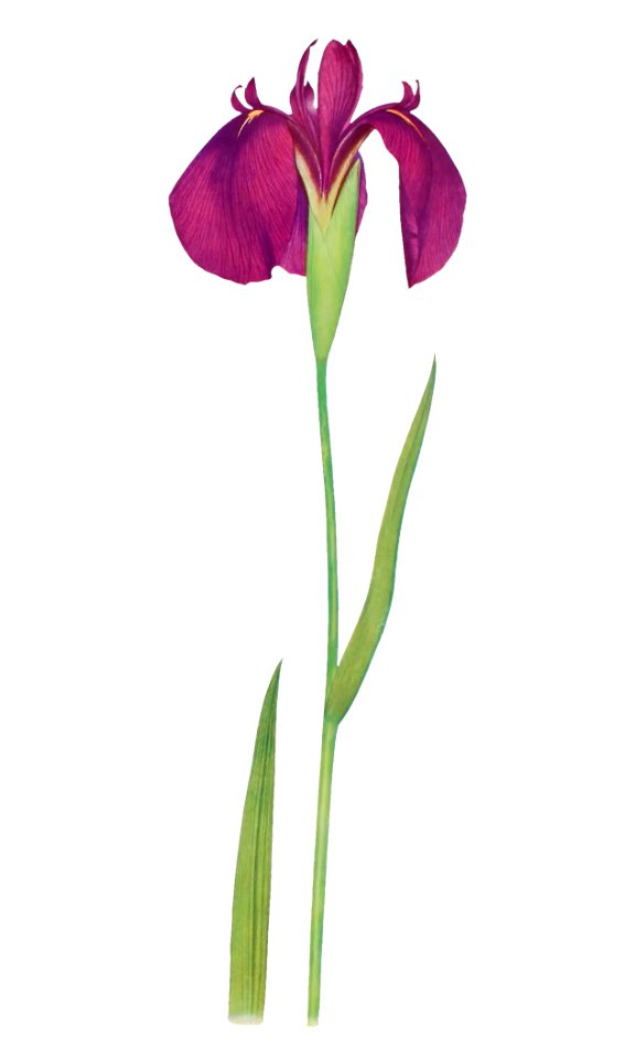 Iris Kaempferi from The genus Iris by William Rickatson Dykes (1877-1925). Digitally enhanced by rawpixel