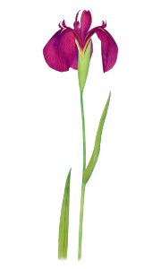 Iris Kaempferi from The genus Iris by William Rickatson Dykes (1877-1925). Digitally enhanced by rawpixel