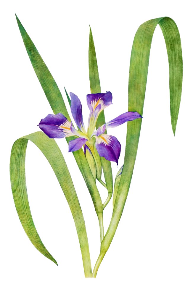 Iris Foliosa from The genus Iris by William Rickatson Dykes (1877-1925). Digitally enhanced by rawpixel