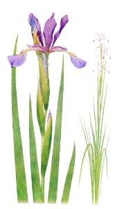 Iris Spuria from The Genus Iris (1913) by William Rickatson Dykes. Digitally enhanced by rawpixel. Free illustration for personal and commercial use.