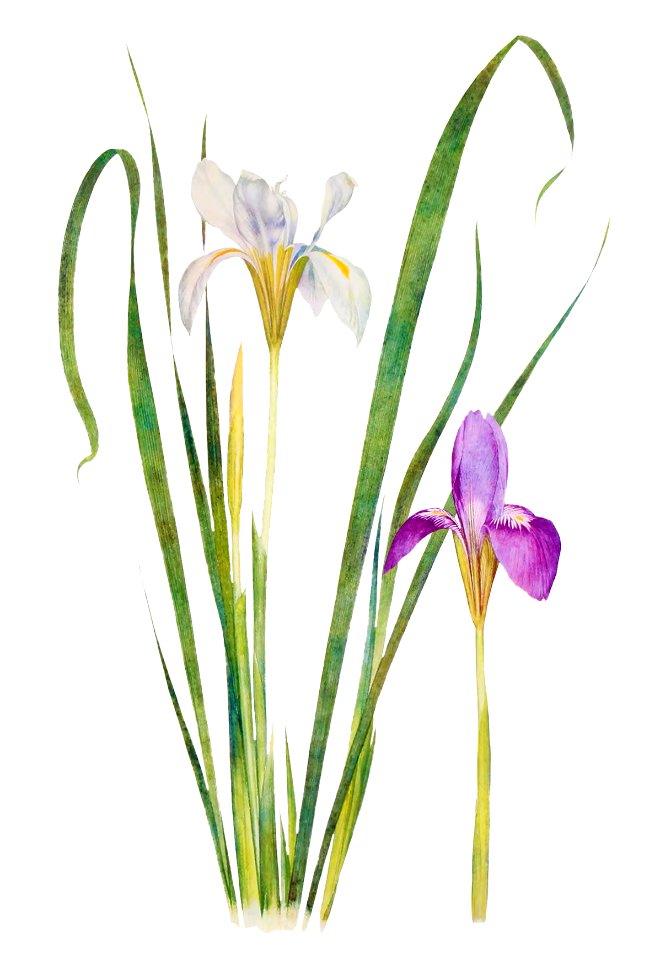 Iris Unguicularis The Genus Iris (1913) by William Rickatson Dykes. Digitally enhanced by rawpixel