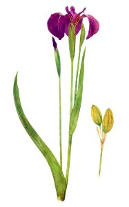 Iris Setosa from The genus Iris by William Rickatson Dykes (1877-1925). Digitally enhanced by rawpixel. Free illustration for personal and commercial use.
