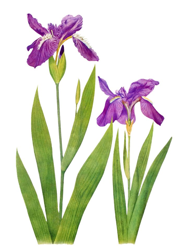 Iris Tectorum and Iris Loptec from The genus Iris by William Rickatson Dykes (1877-1925). Digitally enhanced by rawpixel