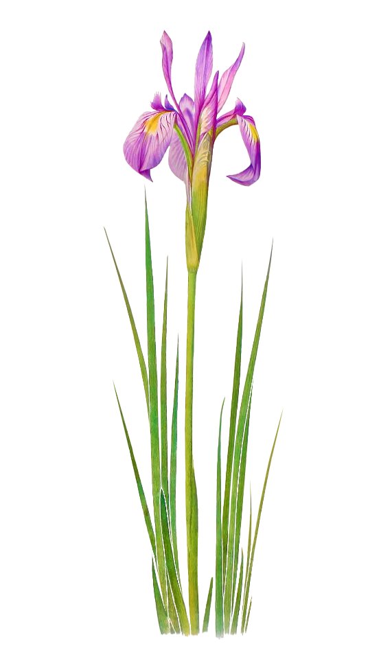 Iris Montana from The genus Iris by William Rickatson Dykes (1877-1925). Digitally enhanced by rawpixel
