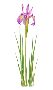 Iris Montana from The genus Iris by William Rickatson Dykes (1877-1925). Digitally enhanced by rawpixel. Free illustration for personal and commercial use.