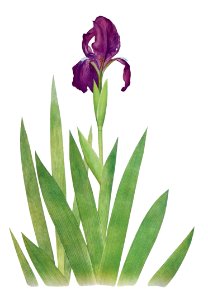 Iris Subbiflora from The genus Iris by William Rickatson Dykes (1877-1925). Digitally enhanced by rawpixel