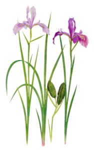Iris Tenax The Genus Iris (1913) by William Rickatson Dykes. Digitally enhanced by rawpixel. Free illustration for personal and commercial use.