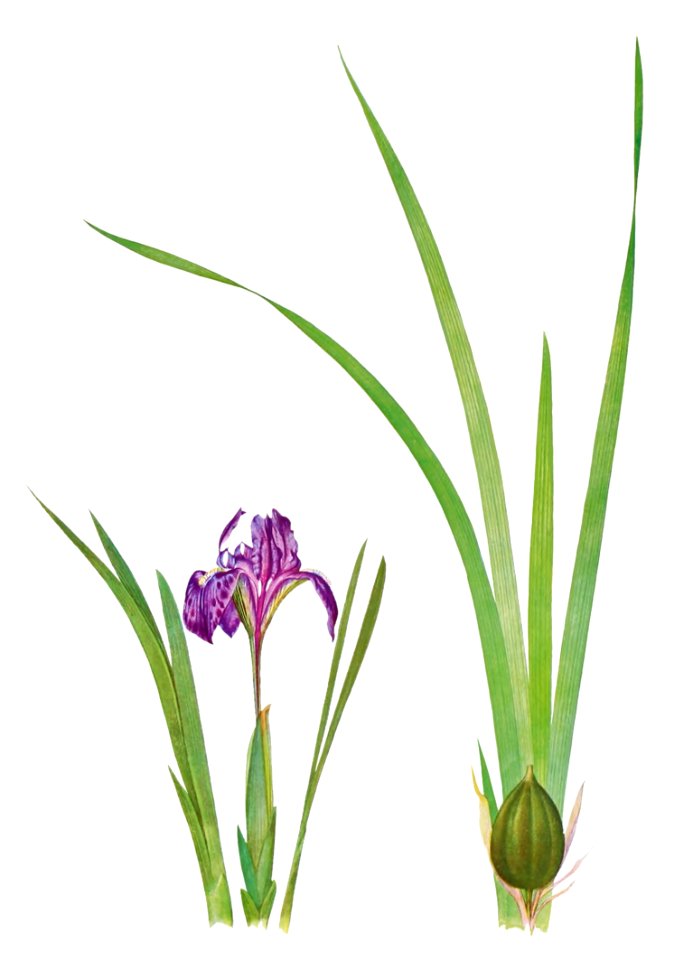 Iris Kumaonensis from The genus Iris by William Rickatson Dykes (1877-1925). Digitally enhanced by rawpixel