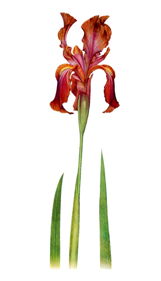 Iris Stolonifera from The genus Iris by William Rickatson Dykes (1877-1925). Digitally enhanced by rawpixel