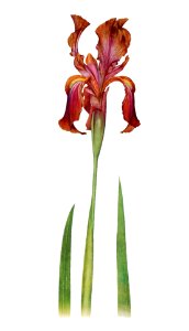 Iris Stolonifera from The genus Iris by William Rickatson Dykes (1877-1925). Digitally enhanced by rawpixel