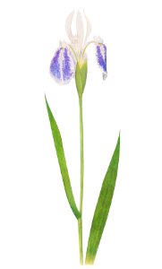 Iris Laevigata var. Albopurpurea from The genus Iris by William Rickatson Dykes (1877-1925). Digitally enhanced by rawpixel