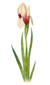 Iris Korolkowi from The genus Iris by William Rickatson Dykes (1877-1925). Digitally enhanced by rawpixel