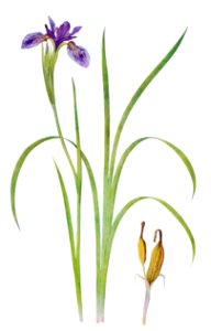 Iris Bulleyana The Genus Iris (1913) by William Rickatson Dykes. Digitally enhanced by rawpixel. Free illustration for personal and commercial use.