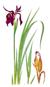 Iris Chrysographes from The Genus Iris (1913) by William Rickatson Dykes. Digitally enhanced by rawpixel. Free illustration for personal and commercial use.