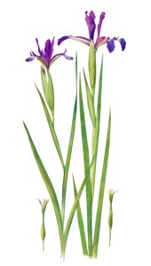 Iris Sintenisii and Iris Spuria from The Genus Iris (1913) by William Rickatson Dykes. Digitally enhanced by rawpixel. Free illustration for personal and commercial use.