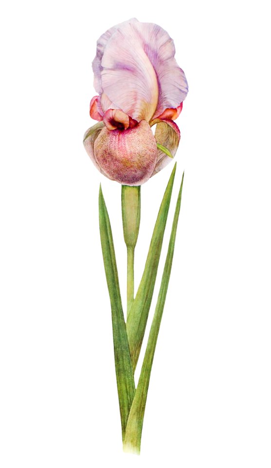 Iris Lortetii from The genus Iris by William Rickatson Dykes (1877-1925). Digitally enhanced by rawpixel