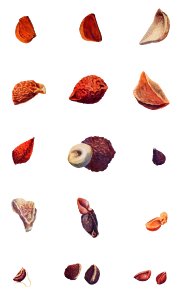 Iris Seeds from The genus Iris by William Rickatson Dykes (1877-1925). Digitally enhanced by rawpixel