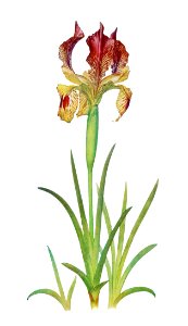 Iris Sari from The genus Iris by William Rickatson Dykes (1877-1925). Digitally enhanced by rawpixel. Free illustration for personal and commercial use.