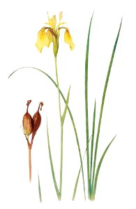 Iris Forrestii from The Genus Iris (1913) by William Rickatson Dykes. Digitally enhanced by rawpixel. Free illustration for personal and commercial use.