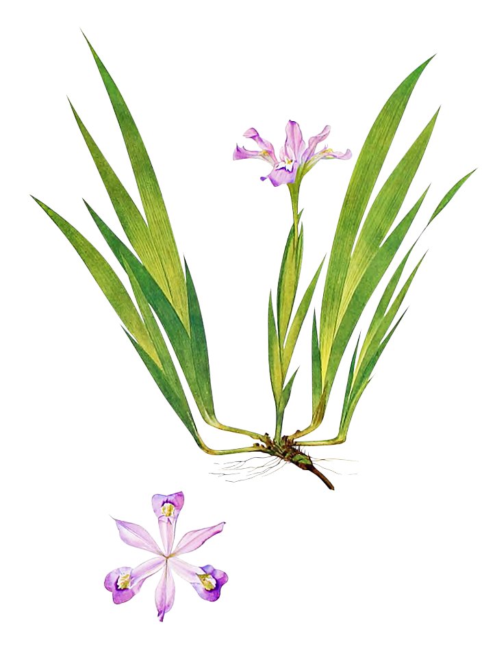Iris Cristata from The genus Iris by William Rickatson Dykes (1877-1925). Digitally enhanced by rawpixel