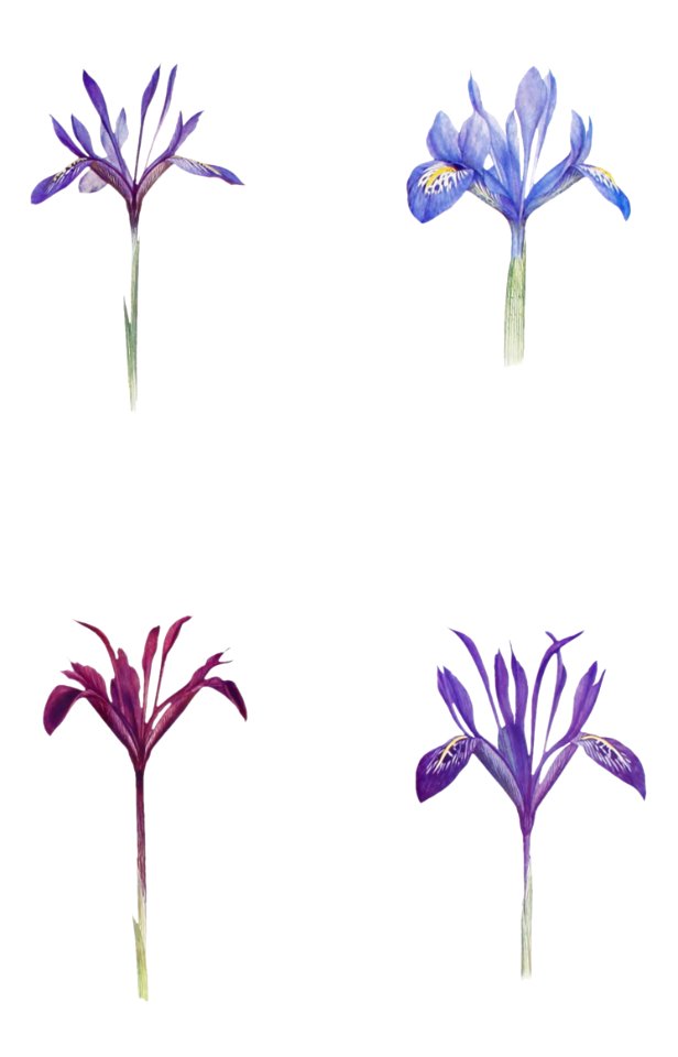 Iris Histrioides, Iris Histrio, Iris Histrio var. Atropurpurea and Iris istrio from The genus Iris by William Rickatson Dykes (1877-1925). Digitally enhanced by rawpixel