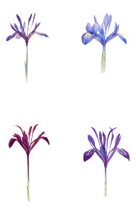 Iris Histrioides, Iris Histrio, Iris Histrio var. Atropurpurea and Iris istrio from The genus Iris by William Rickatson Dykes (1877-1925). Digitally enhanced by rawpixel. Free illustration for personal and commercial use.