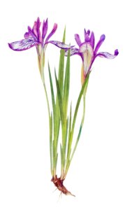 Iris Ruthenica from The Genus Iris (1913) by William Rickatson Dykes. Digitally enhanced by rawpixel. Free illustration for personal and commercial use.