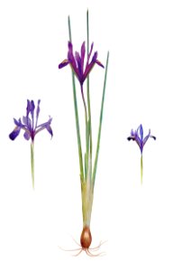 Iris Reticulata, Iris Histrio var. Orthopetala and Iris Bakeriana from The genus Iris by William Rickatson Dykes (1877-1925). Digitally enhanced by rawpixel