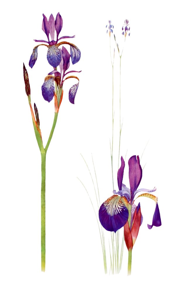 Iris Sibirica and Iris Orientalis from The Genus Iris (1913) by William Rickatson Dykes. Digitally enhanced by rawpixel