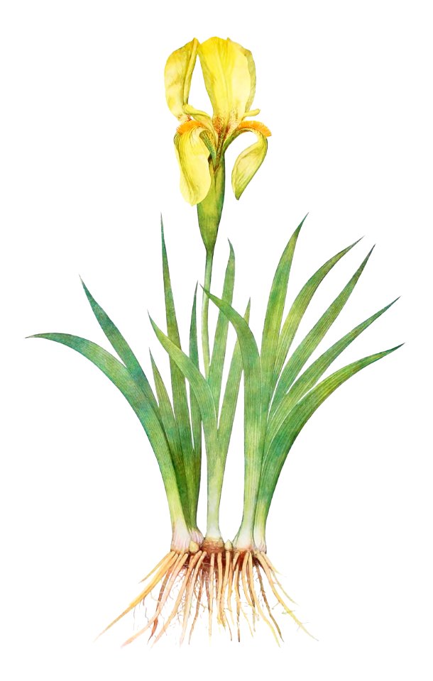 Iris Reichenbachii from The genus Iris by William Rickatson Dykes (1877-1925). Digitally enhanced by rawpixel