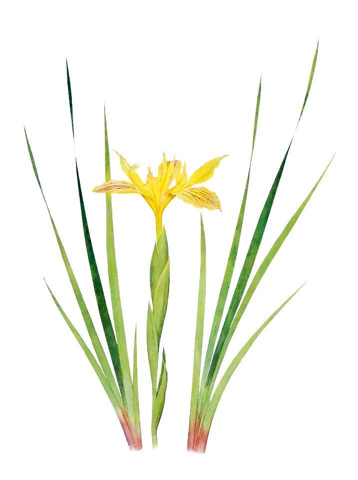 Iris Purdyi from The Genus Iris (1913) by William Rickatson Dykes (1877-1925). Digitally enhanced by rawpixel