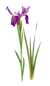 Iris Sikkimensis from The genus Iris by William Rickatson Dykes (1877-1925). Digitally enhanced by rawpixel. Free illustration for personal and commercial use.