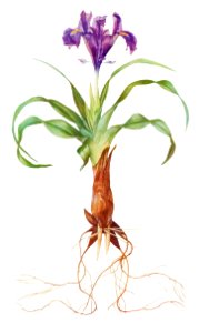 Iris Alata from The genus Iris by William Rickatson Dykes (1877-1925). Digitally enhanced by rawpixel