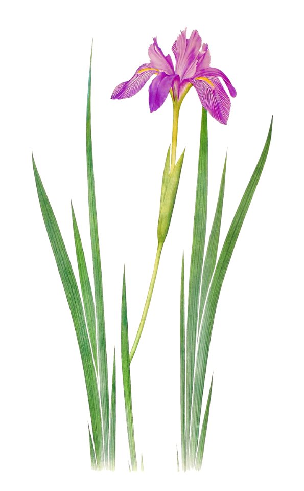Iris Nepalensis from The genus Iris by William Rickatson Dykes (1877-1925). Digitally enhanced by rawpixel