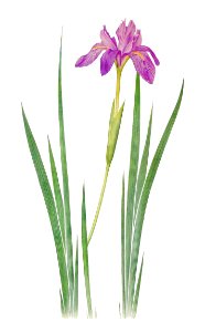 Iris Nepalensis from The genus Iris by William Rickatson Dykes (1877-1925). Digitally enhanced by rawpixel. Free illustration for personal and commercial use.