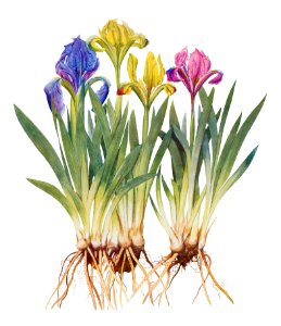 Iris Pumila from The genus Iris by William Rickatson Dykes (1877-1925). Digitally enhanced by rawpixel