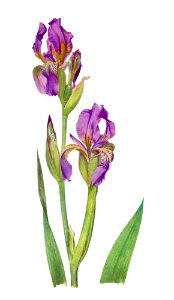 Iris Alberti The genus Iris by William Rickatson Dykes (1877-1925). Digitally enhanced by rawpixel