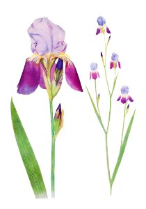 Iris Trojana from The genus Iris by William Rickatson Dykes (1877-1925). Digitally enhanced by rawpixel. Free illustration for personal and commercial use.