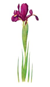 Iris Filifolia from The genus Iris by William Rickatson Dykes (1877-1925). Digitally enhanced by rawpixel