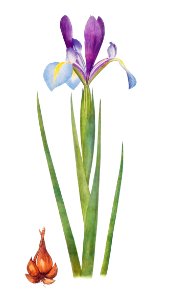 Iris Xiphium Var Praecox from The genus Iris by William Rickatson Dykes (1877-1925). Digitally enhanced by rawpixel. Free illustration for personal and commercial use.