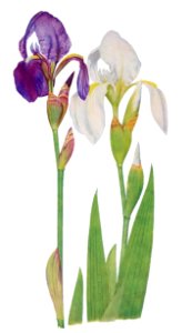 Iris Madonna from The genus Iris by William Rickatson Dykes (1877-1925). Digitally enhanced by rawpixel. Free illustration for personal and commercial use.
