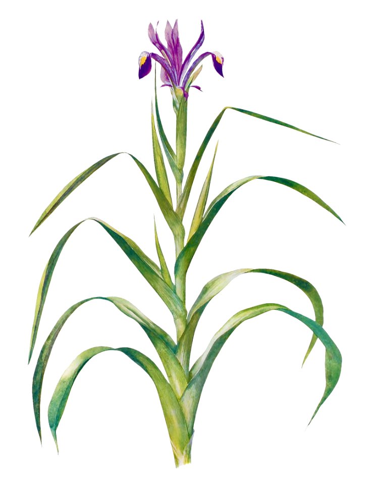 Iris Warleyensis from The genus Iris by William Rickatson Dykes (1877-1925). Digitally enhanced by rawpixel