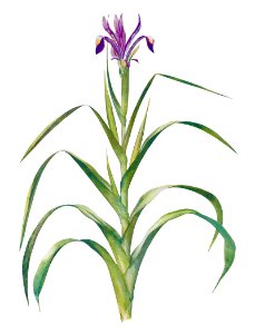 Iris Warleyensis from The genus Iris by William Rickatson Dykes (1877-1925). Digitally enhanced by rawpixel