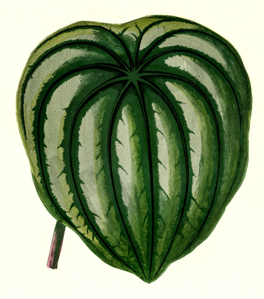 Pepper Elder (Peperomia Aroypeia) engraved by Benjamin Fawcett (1808-1893) for Shirley Hibberd’s (1825-1890) New and Rare Beautiful-Leaved Plants. Digitally enhanced from our own 1929 edition of the publication.