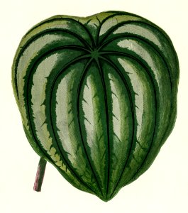 Pepper Elder (Peperomia Aroypeia) engraved by Benjamin Fawcett (1808-1893) for Shirley Hibberd’s (1825-1890) New and Rare Beautiful-Leaved Plants. Digitally enhanced from our own 1929 edition of the publication.