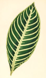 Tiger Plant (Sanchezia Nobilis) engraved by Benjamin Fawcett (1808-1893) for Shirley Hibberd’s (1825-1890) New and Rare Beautiful-Leaved Plants. Digitally enhanced from our own 1929 edition of the publication.. Free illustration for personal and commercial use.