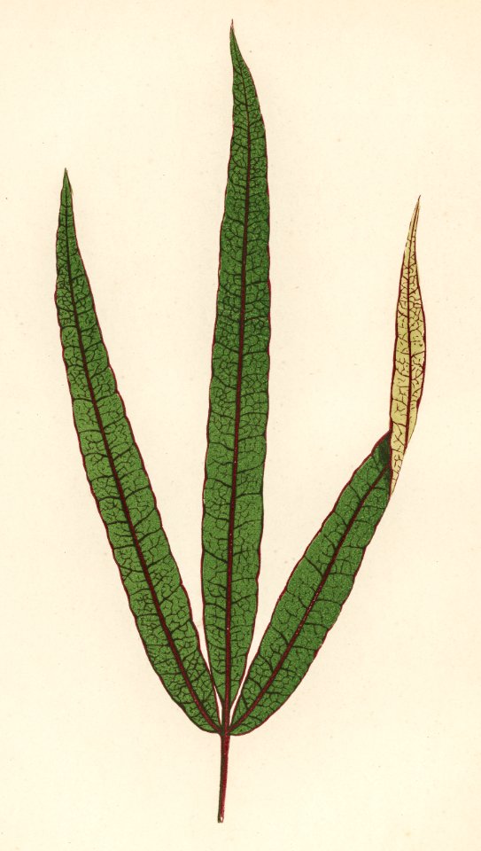 Terminalia elegans engraved by Benjamin Fawcett (1808-1893) for Shirley Hibberd’s (1825-1890) New and Rare Beautiful-Leaved Plants. Digitally enhanced from our own 1929 edition of the publication.