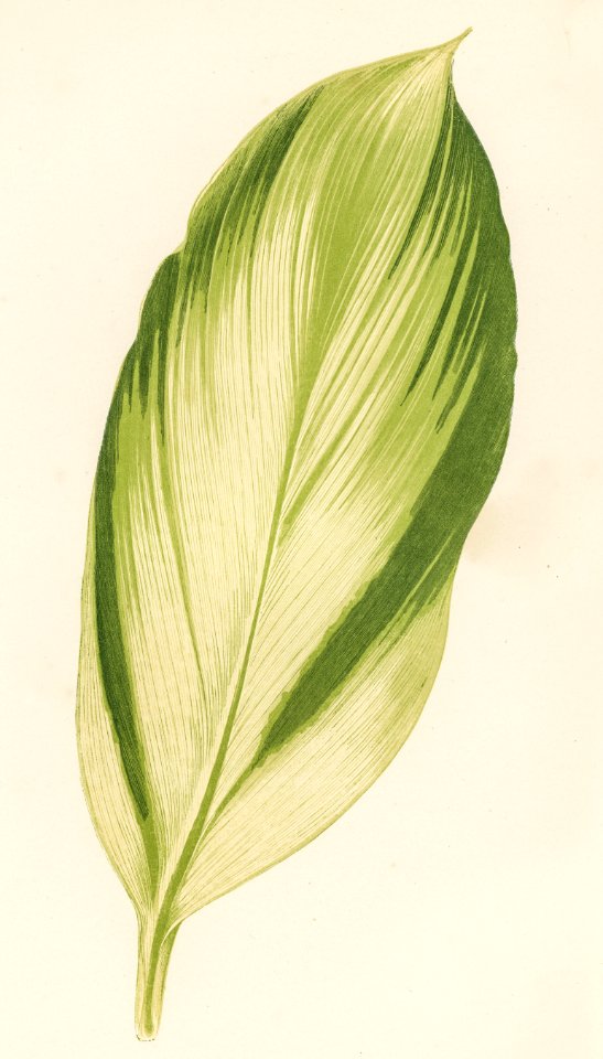 Dracaena recina engraved by Benjamin Fawcett (1808-1893) for Shirley Hibberd’s (1825-1890) New and Rare Beautiful-Leaved Plants. Digitally enhanced from our own 1929 edition of the publication.